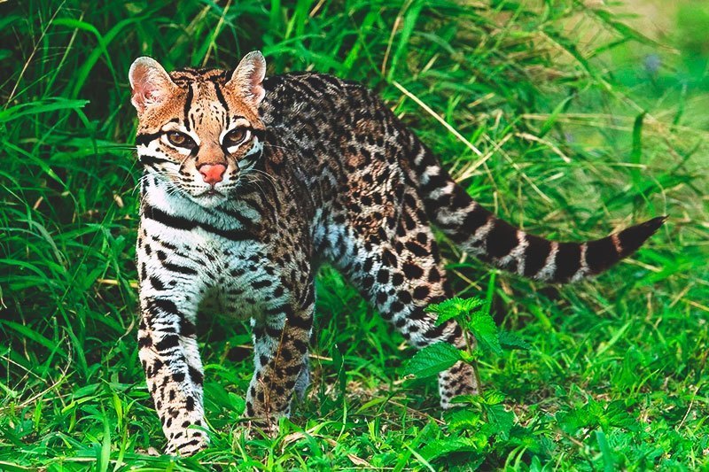 ocelote