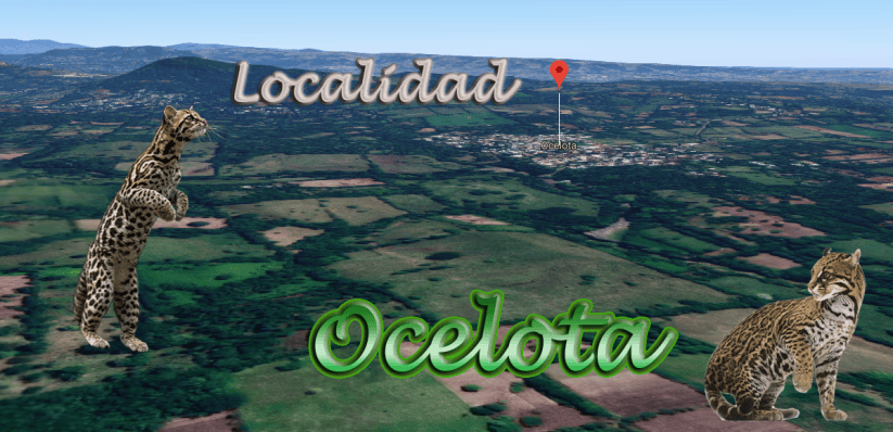 Ocelota, Vista Aerea